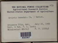 Arcyria denudata image